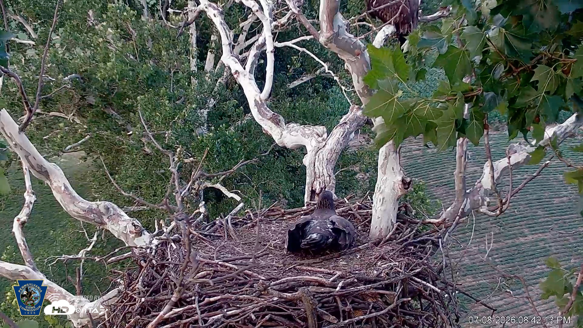 Snapshot of PA Farm Country Eagles Live Cams taken Jul 8, 2026, 8:43pm EDT