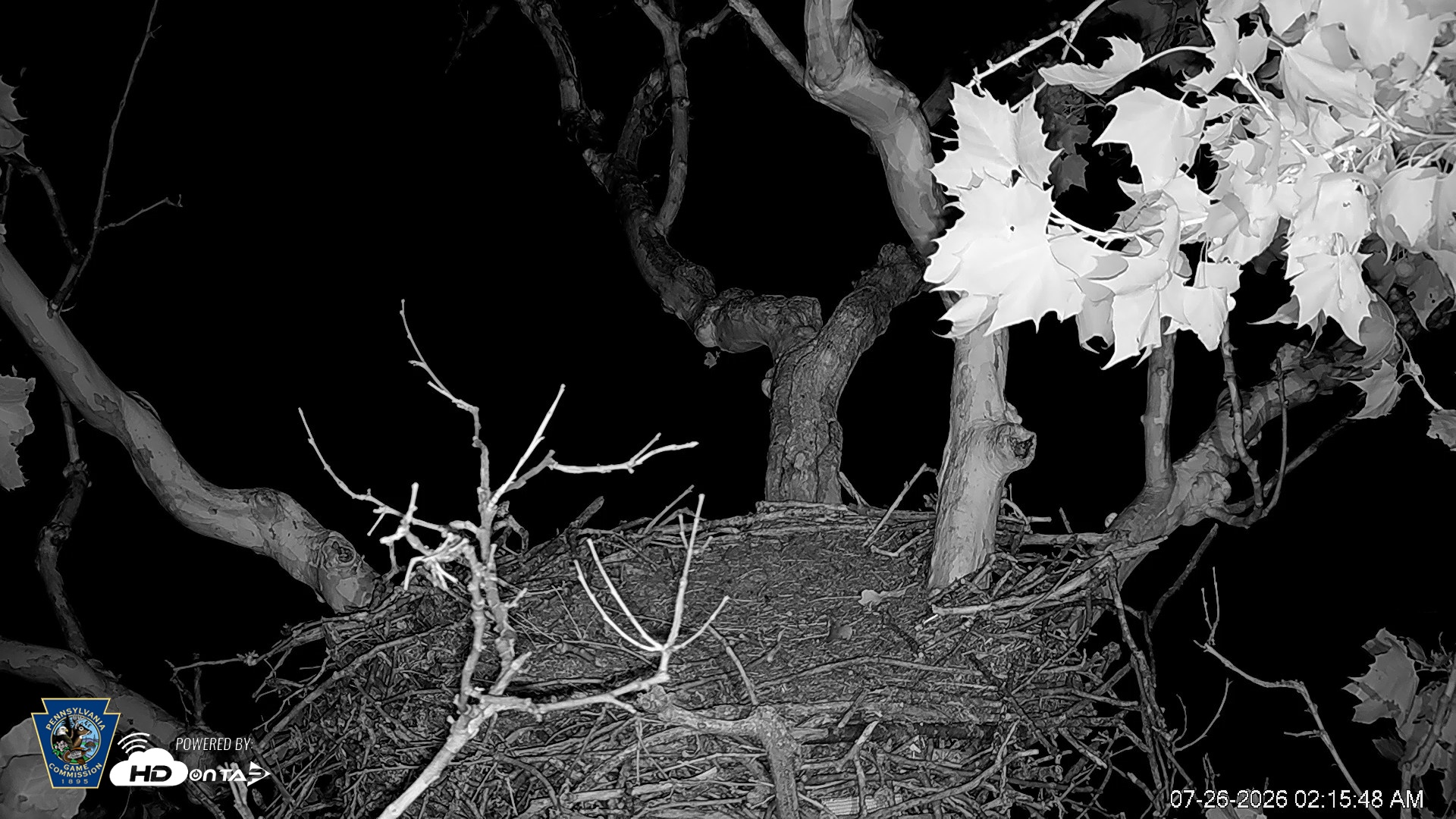 Snapshot of PA Farm Country Eagles Live Cams taken Jul 26, 2026, 2:16am EDT