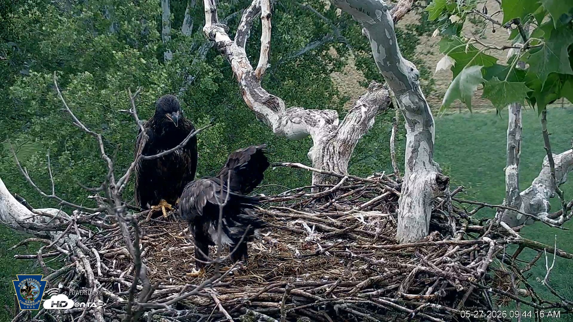 Snapshot of PA Farm Country Eagles Live Cams taken May 27, 2026, 9:45am EDT