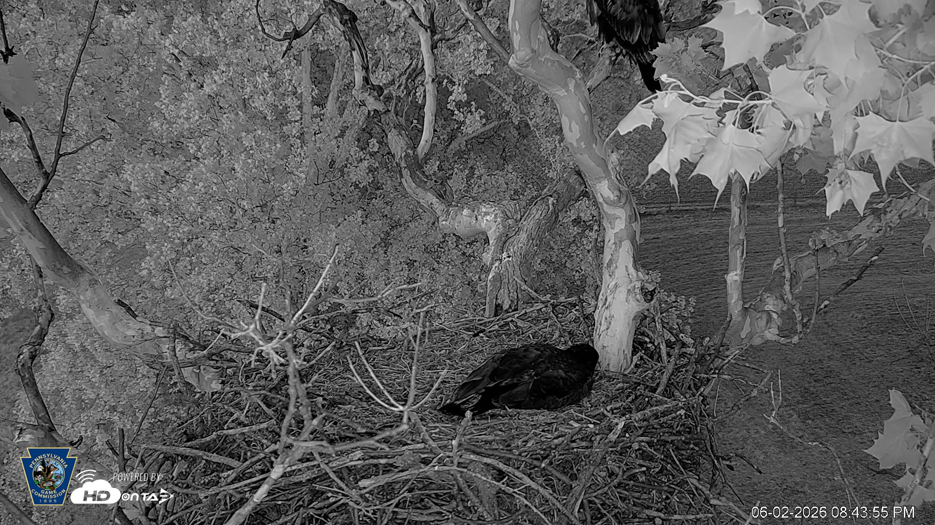 Snapshot of PA Farm Country Eagles Live Cams taken Jun 2, 2026, 8:44pm EDT