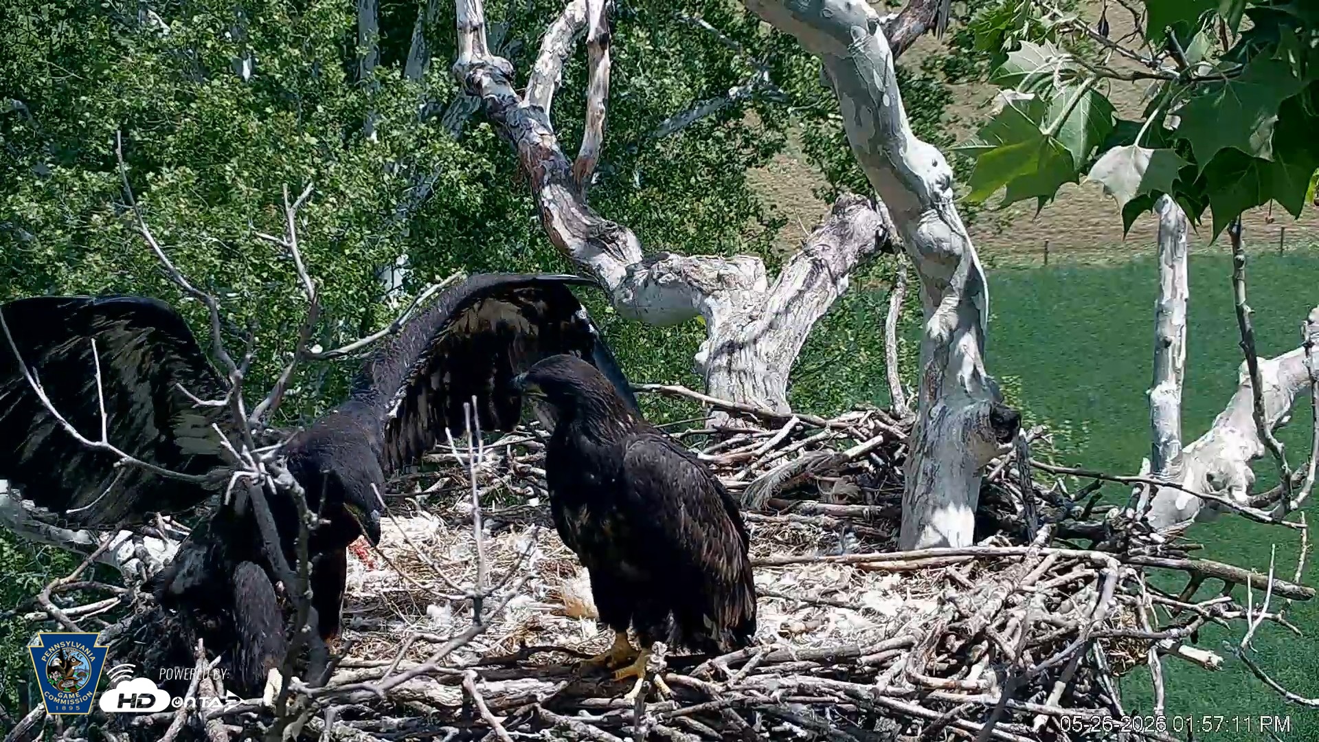 Snapshot of PA Farm Country Eagles Live Cams taken May 26, 2026, 1:58pm EDT