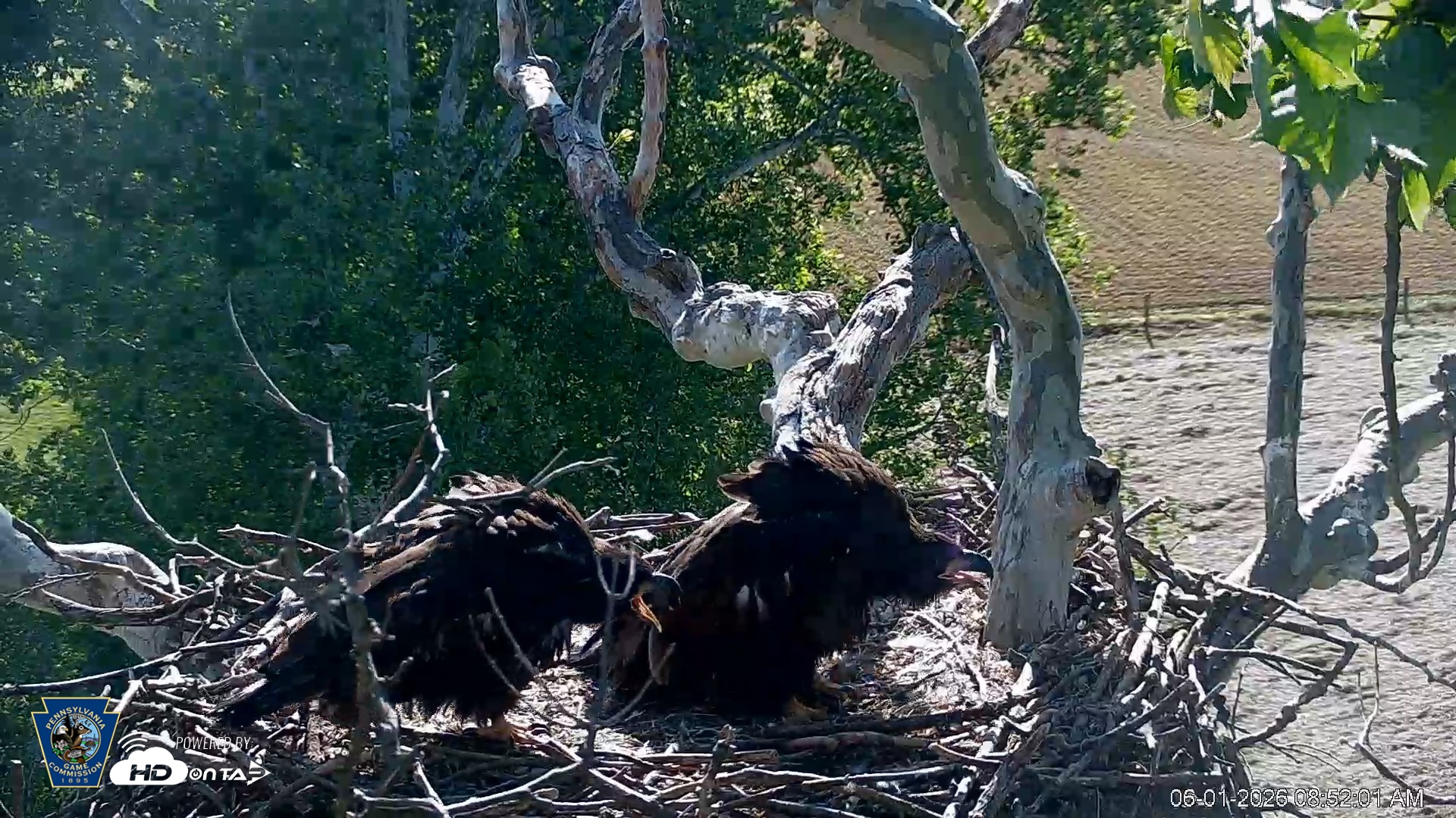 Snapshot of PA Farm Country Eagles Live Cams taken Jun 1, 2026, 8:53am EDT