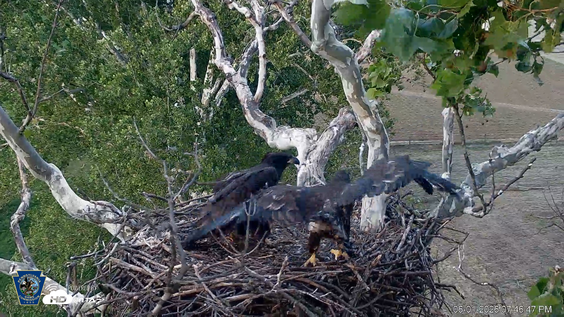 Snapshot of PA Farm Country Eagles Live Cams taken Jun 1, 2026, 7:47pm EDT