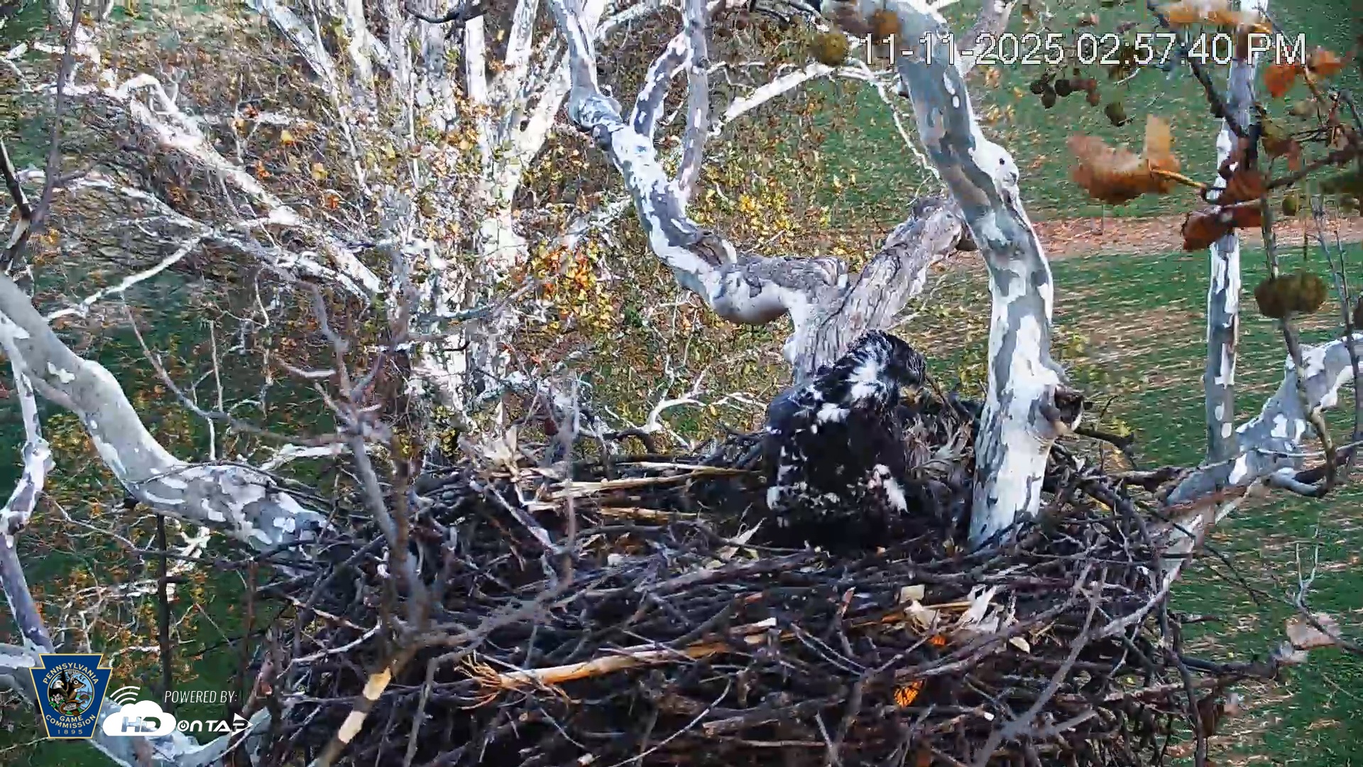 Snapshot of PA Farm Country Eagles Live Cams taken Nov 11, 2025, 2:58pm EST