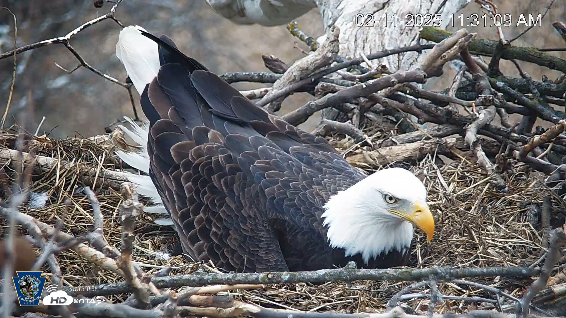 Snapshot of PA Farm Country Eagles Live Cams taken Feb 11, 2025, 11:31am EST