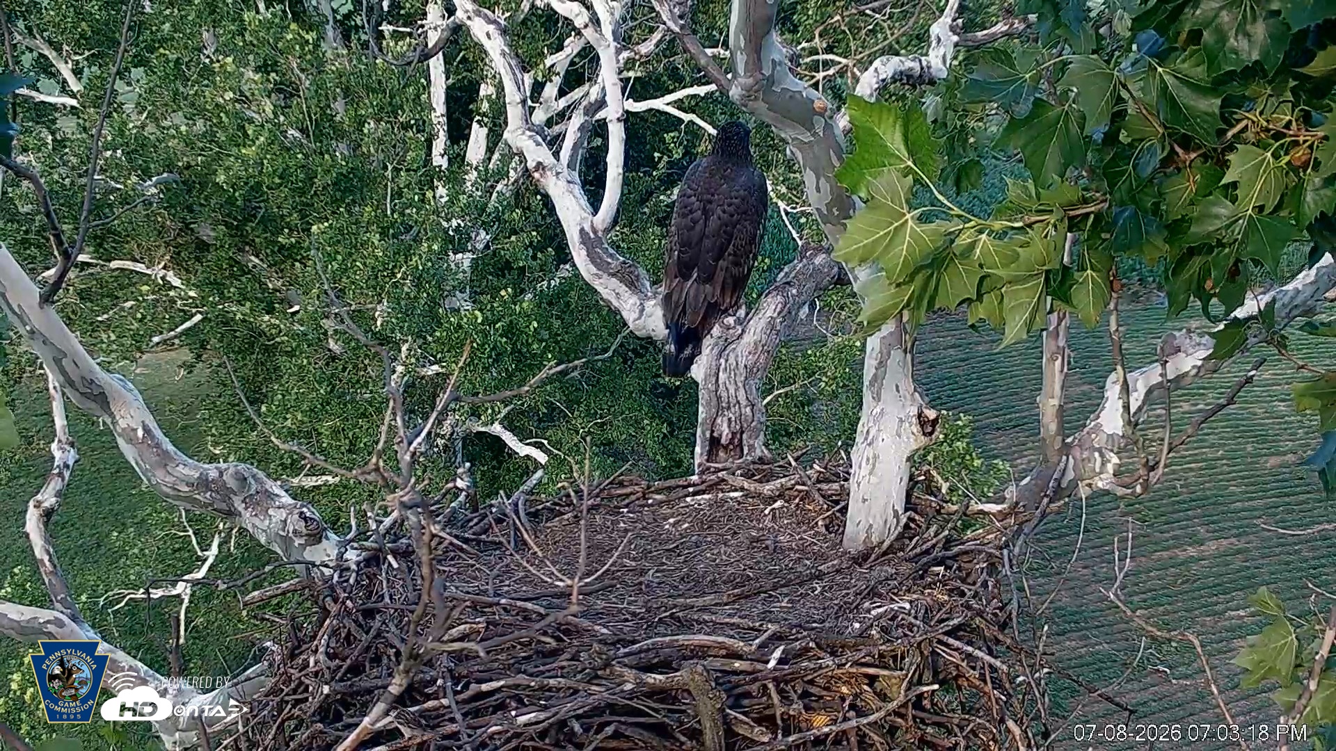 Snapshot of PA Farm Country Eagles Live Cams taken Jul 8, 2026, 7:04pm EDT