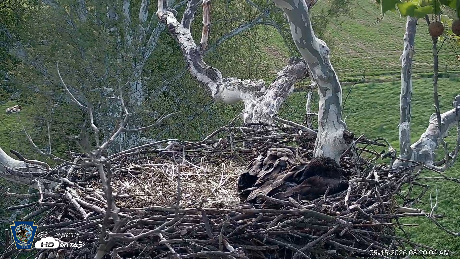 Snapshot of PA Farm Country Eagles Live Cams taken May 15, 2026, 8:21am EDT