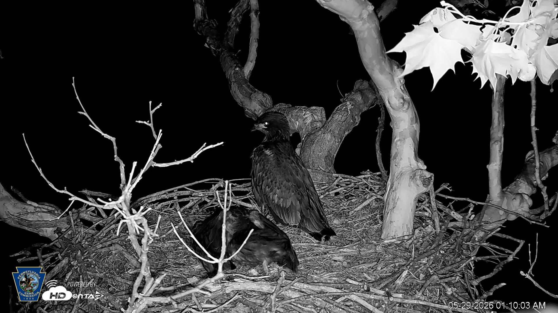 Snapshot of PA Farm Country Eagles Live Cams taken May 29, 2026, 1:10am EDT