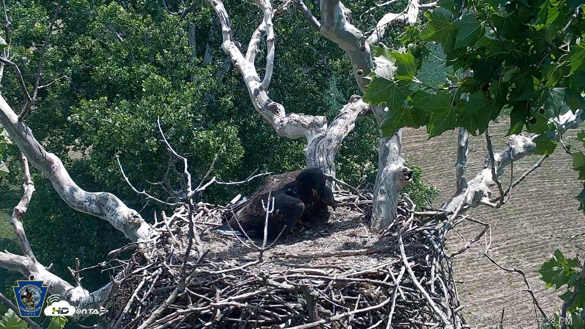 Snapshot of PA Farm Country Eagles Live Cams taken Jul 3, 2026, 12:26pm EDT