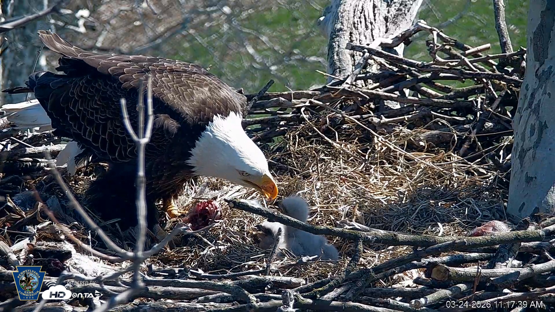 Snapshot of PA Farm Country Eagles Live Cams taken Mar 24, 2026, 11:18am EDT