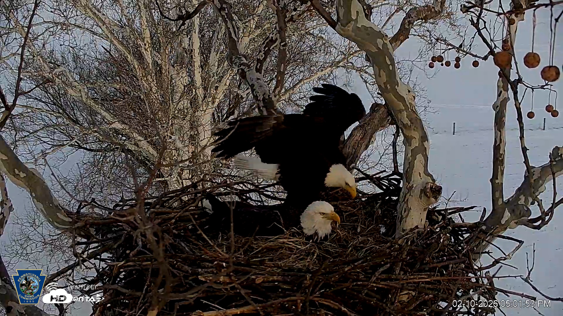 Snapshot of PA Farm Country Eagles Live Cams taken Feb 10, 2026, 5:02pm EST