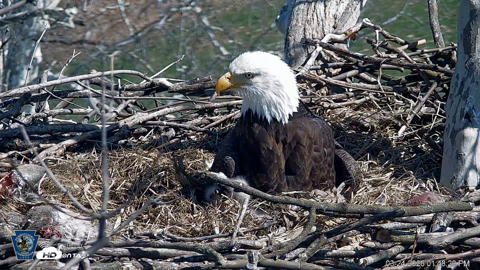 Snapshot of PA Farm Country Eagles Live Cams taken Mar 24, 2026, 1:49pm EDT