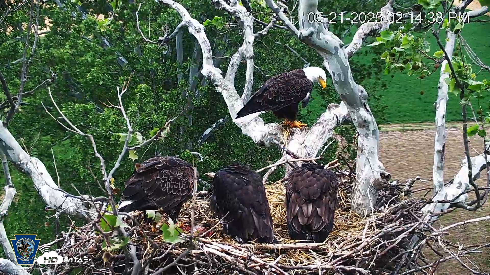 Snapshot of PA Farm Country Eagles Live Cams taken May 21, 2025, 2:15pm EDT