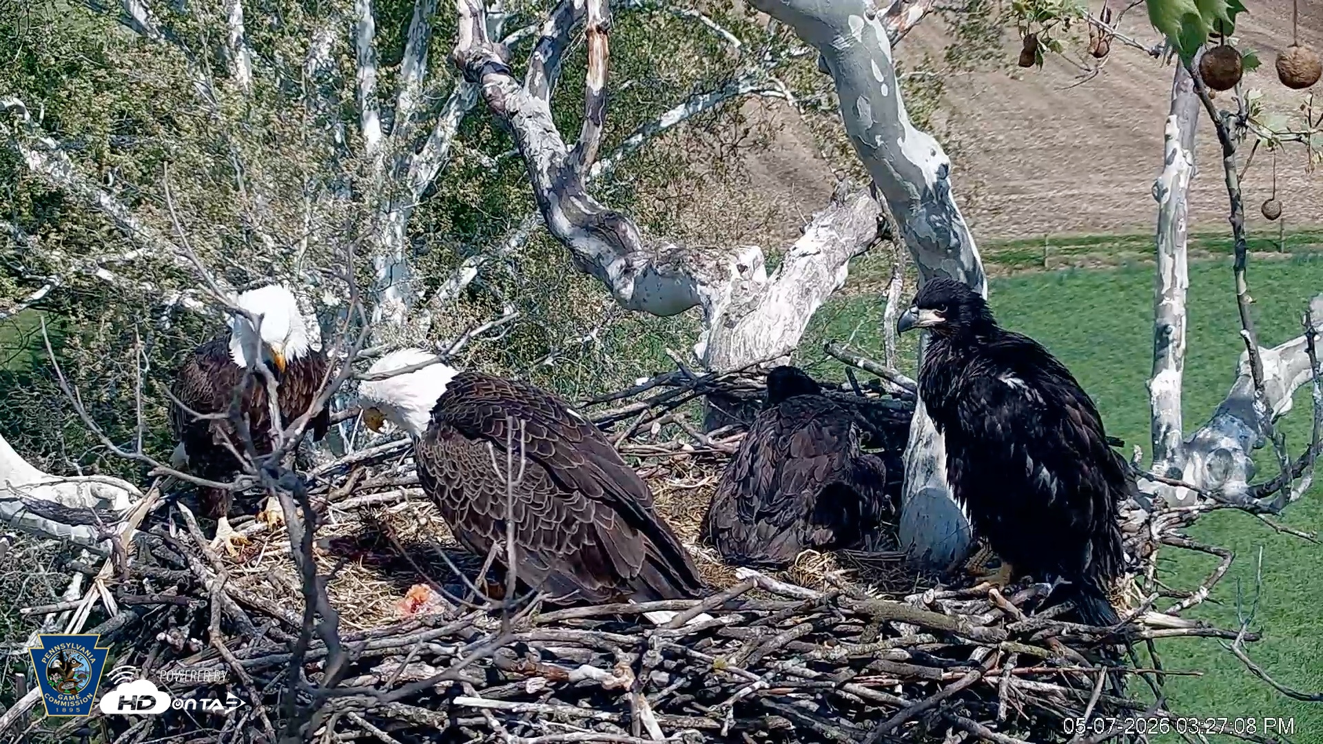 Snapshot of PA Farm Country Eagles Live Cams taken May 7, 2026, 3:28pm EDT