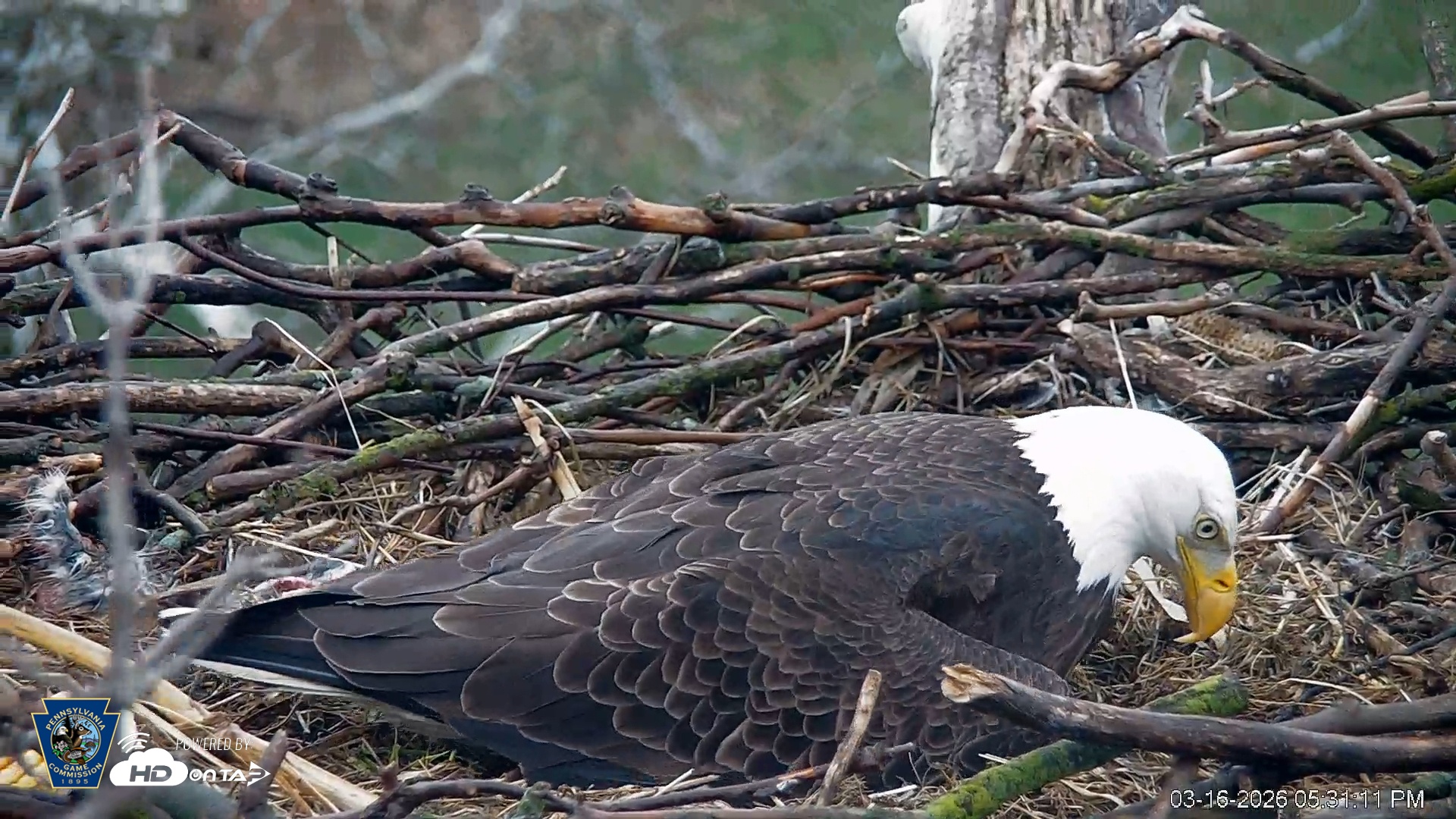 Snapshot of PA Farm Country Eagles Live Cams taken Mar 16, 2026, 5:31pm EDT