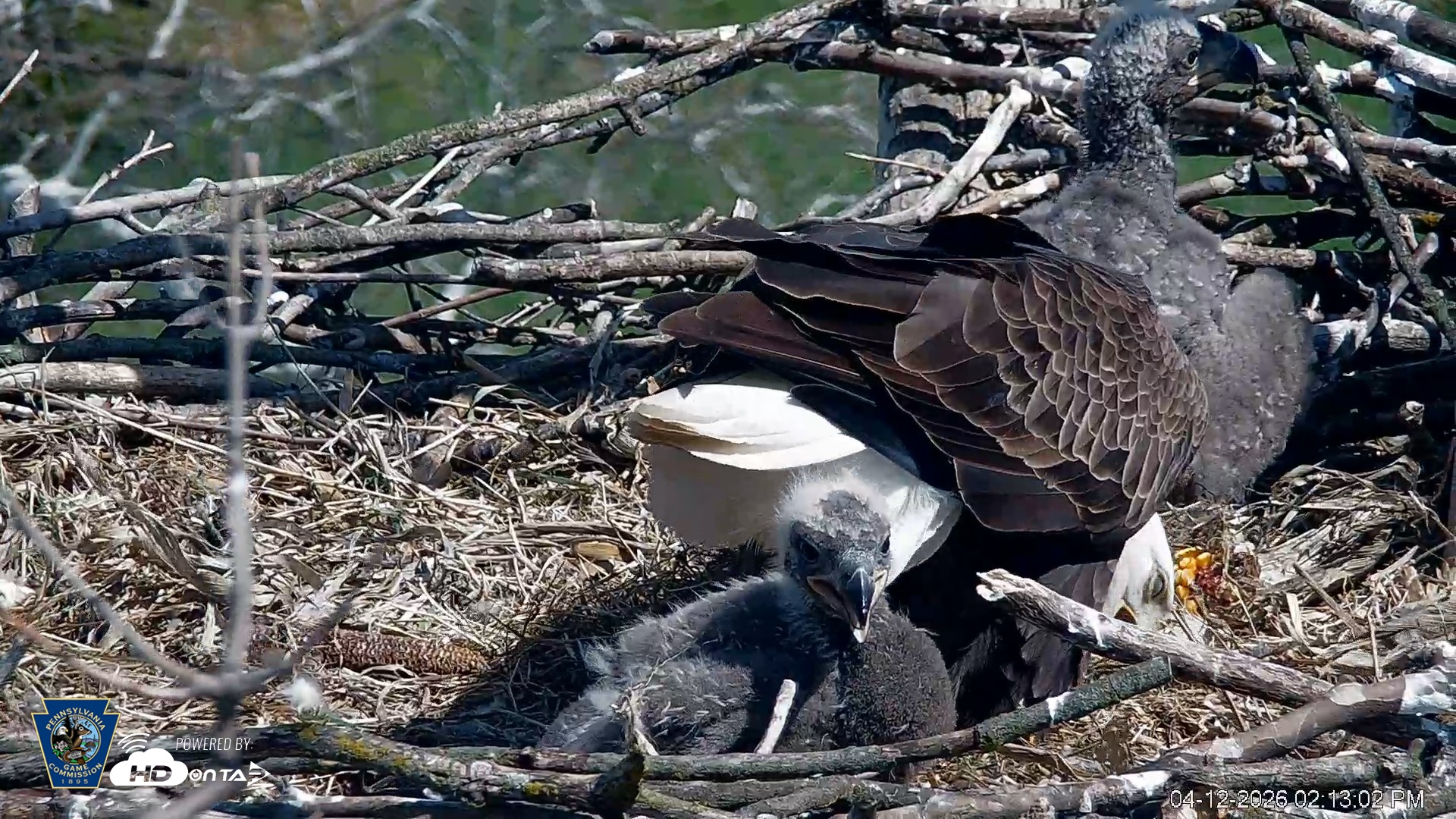 Snapshot of PA Farm Country Eagles Live Cams taken Apr 12, 2026, 2:13pm EDT