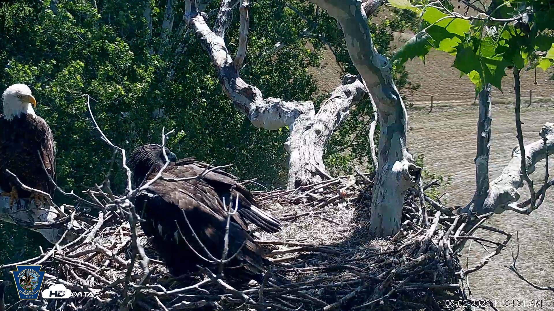 Snapshot of PA Farm Country Eagles Live Cams taken Jun 2, 2026, 11:04am EDT