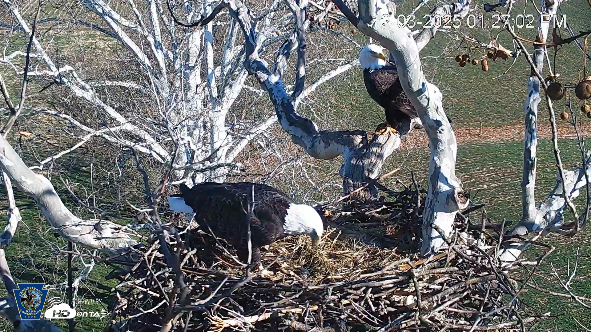 Snapshot of PA Farm Country Eagles Live Cams taken Dec 3, 2025, 1:28pm EST