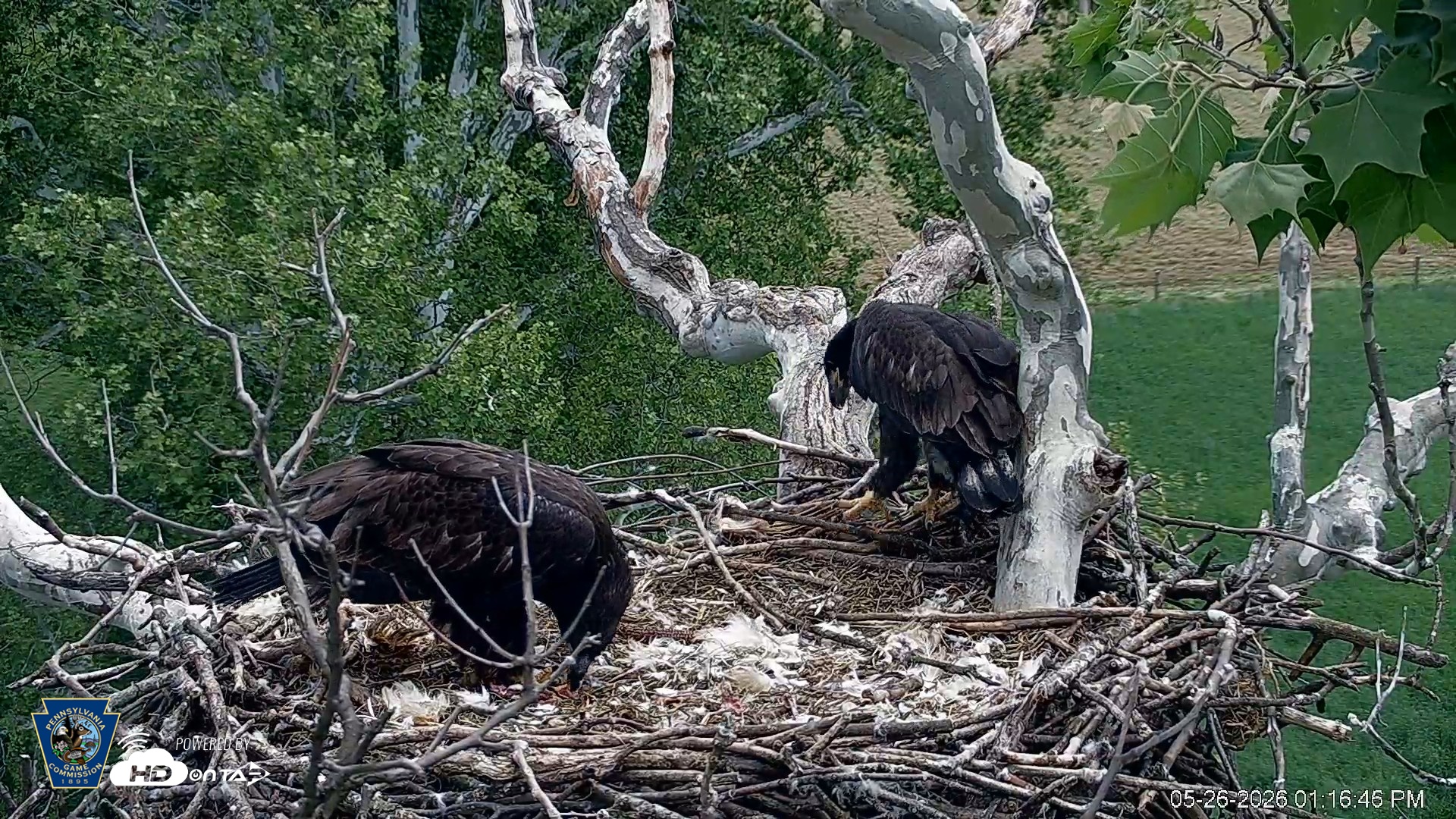 Snapshot of PA Farm Country Eagles Live Cams taken May 26, 2026, 1:17pm EDT