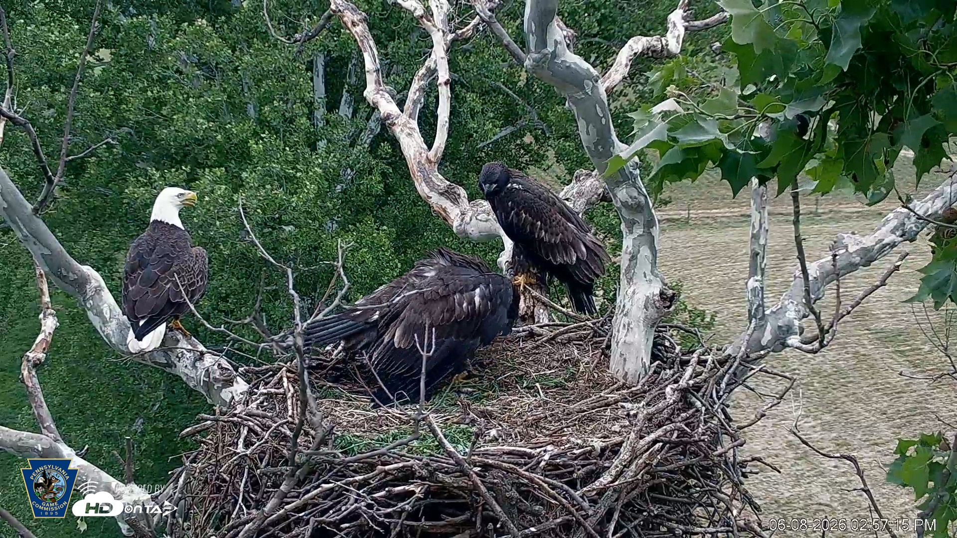 Snapshot of PA Farm Country Eagles Live Cams taken Jun 8, 2026, 2:58pm EDT