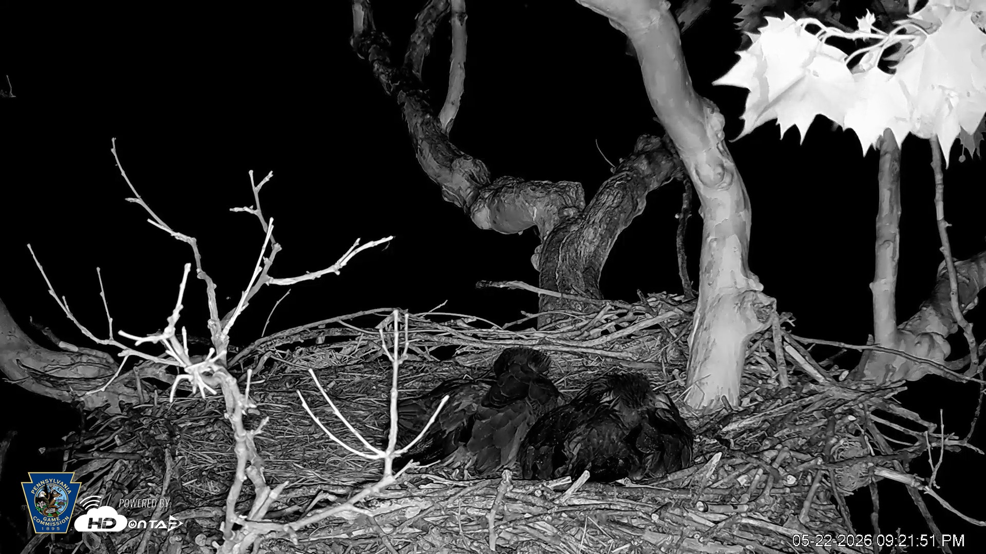Snapshot of PA Farm Country Eagles Live Cams taken May 22, 2026, 9:22pm EDT