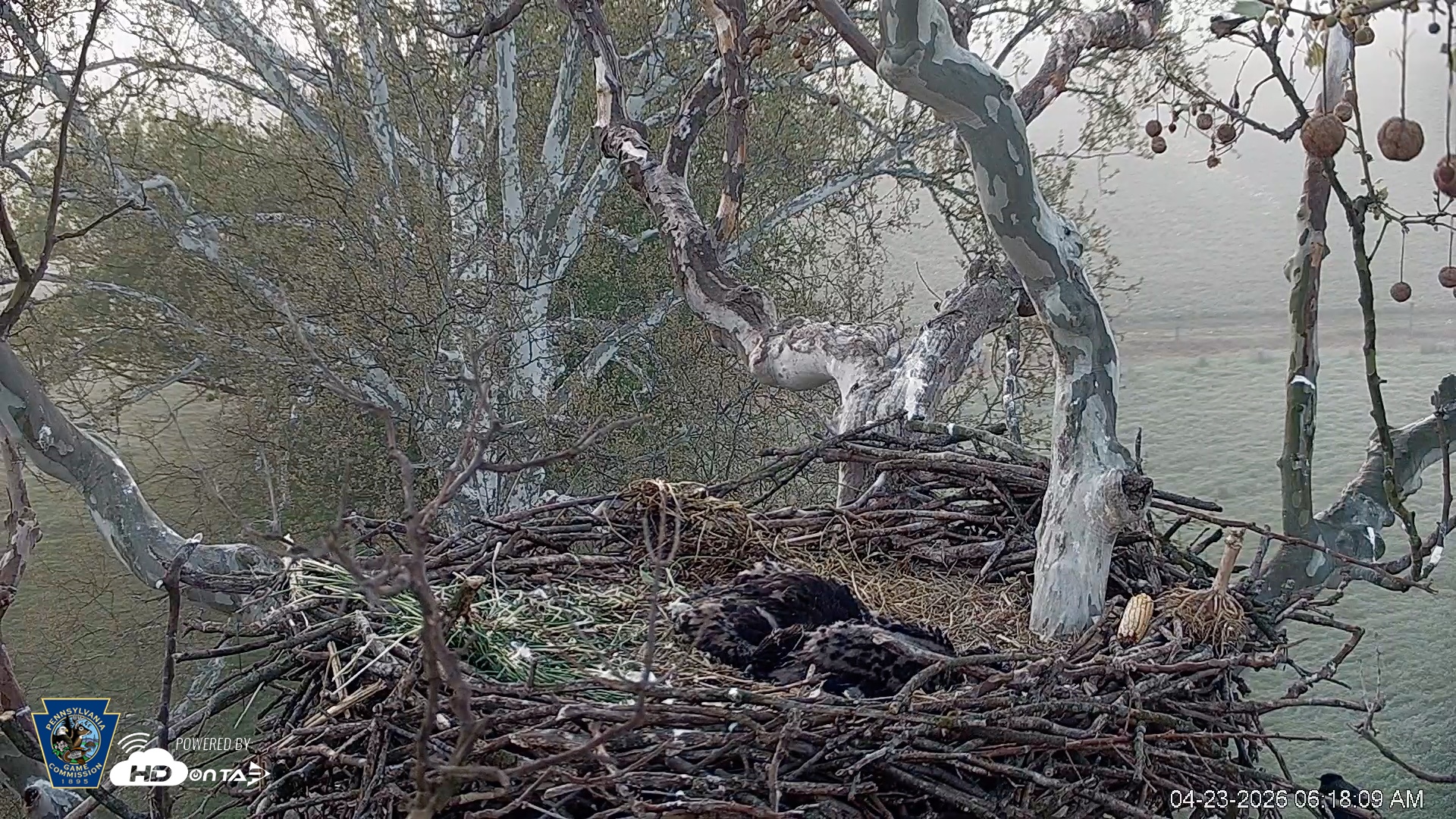 Snapshot of PA Farm Country Eagles Live Cams taken Apr 23, 2026, 6:18am EDT