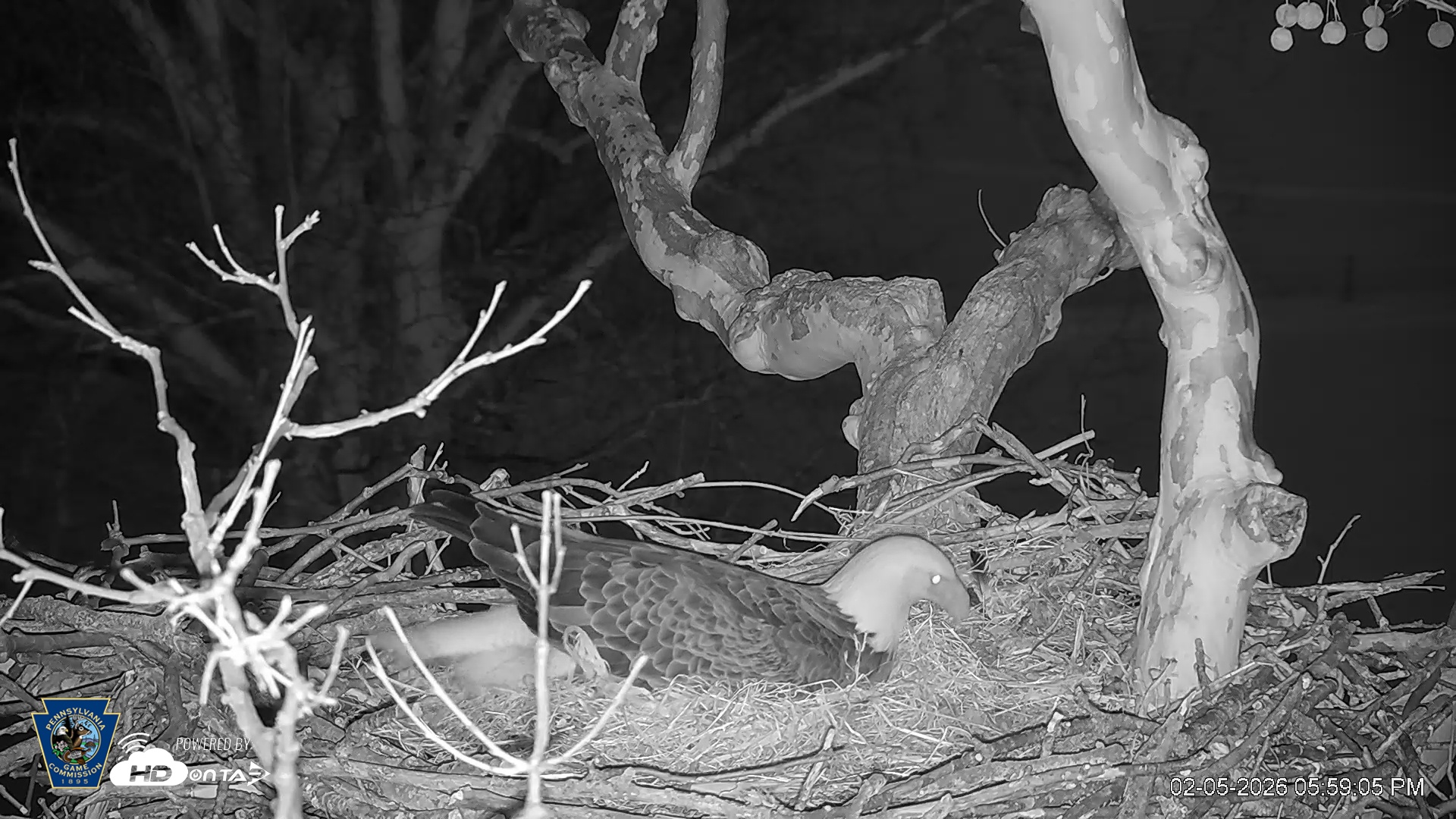 Snapshot of PA Farm Country Eagles Live Cams taken Feb 5, 2026, 5:59pm EST