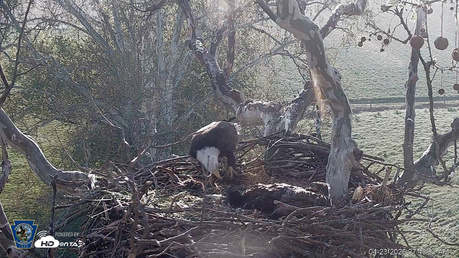 Snapshot of PA Farm Country Eagles Live Cams taken Apr 23, 2026, 7:49am EDT