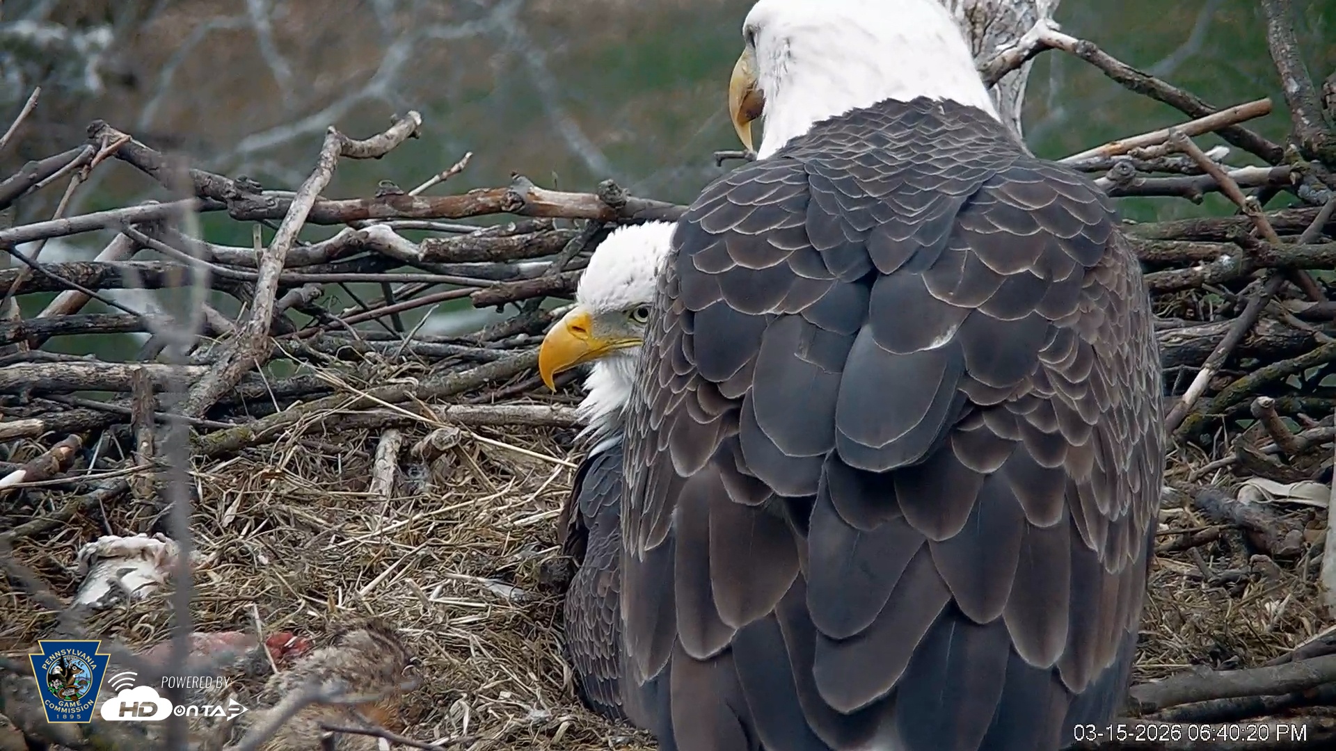 Snapshot of PA Farm Country Eagles Live Cams taken Mar 15, 2026, 6:41pm EDT