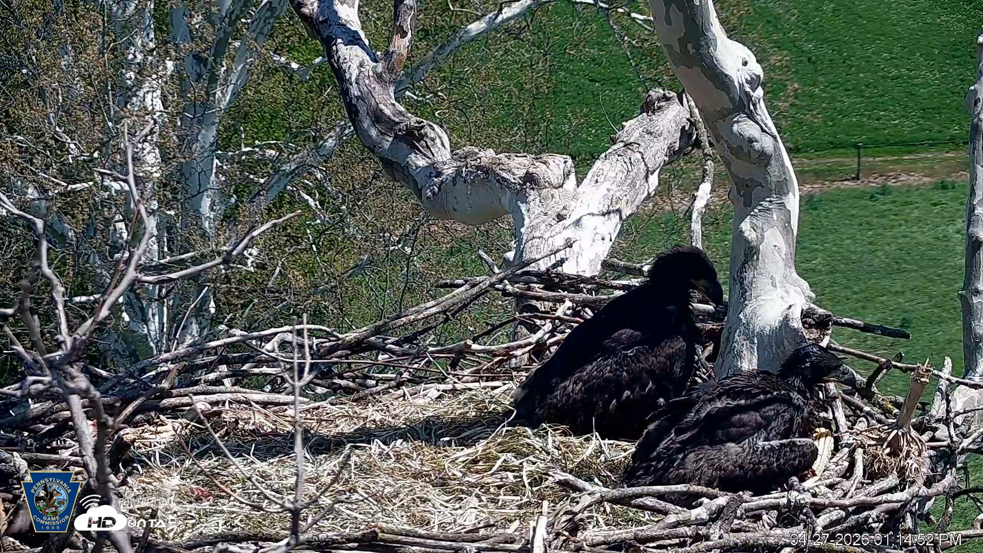 Snapshot of PA Farm Country Eagles Live Cams taken Apr 27, 2026, 1:15pm EDT