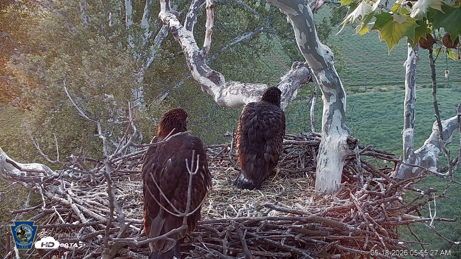 Snapshot of PA Farm Country Eagles Live Cams taken May 18, 2026, 5:56am EDT