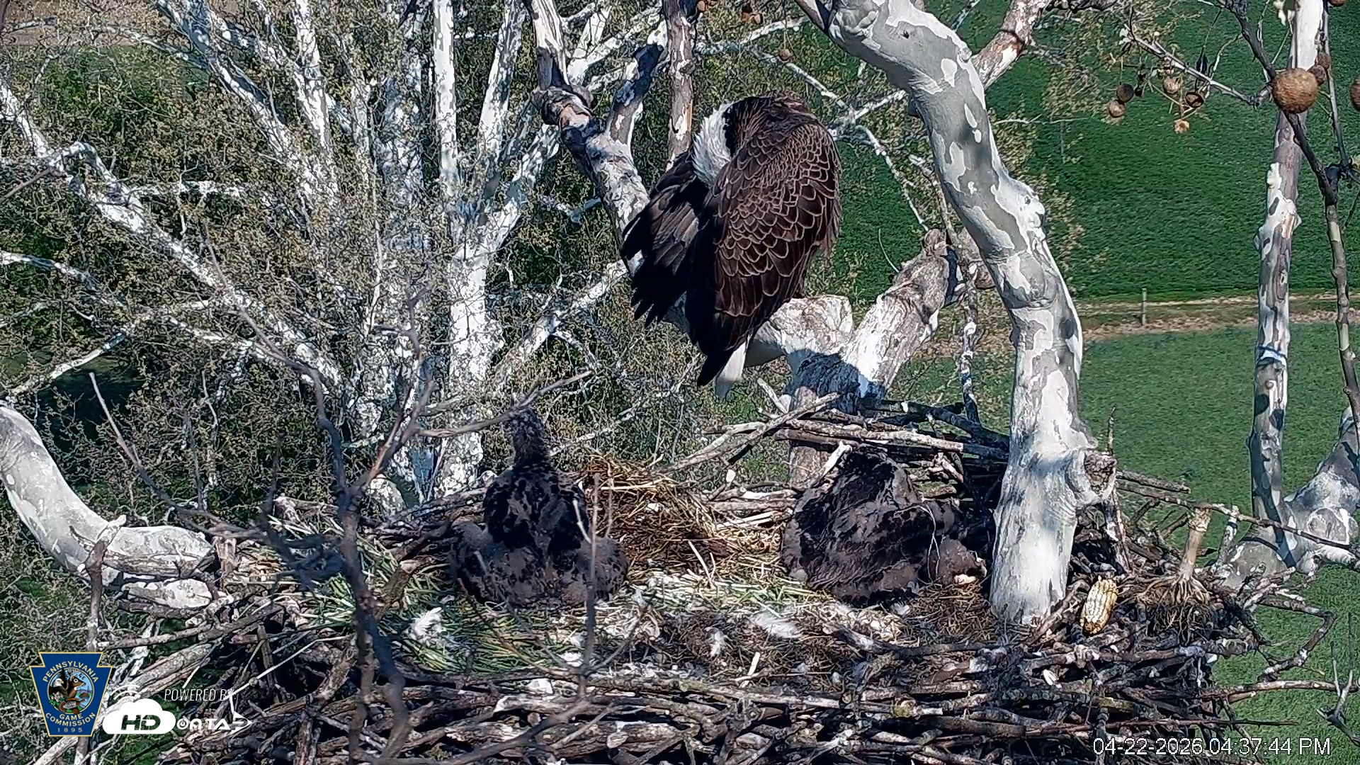 Snapshot of PA Farm Country Eagles Live Cams taken Apr 22, 2026, 4:38pm EDT