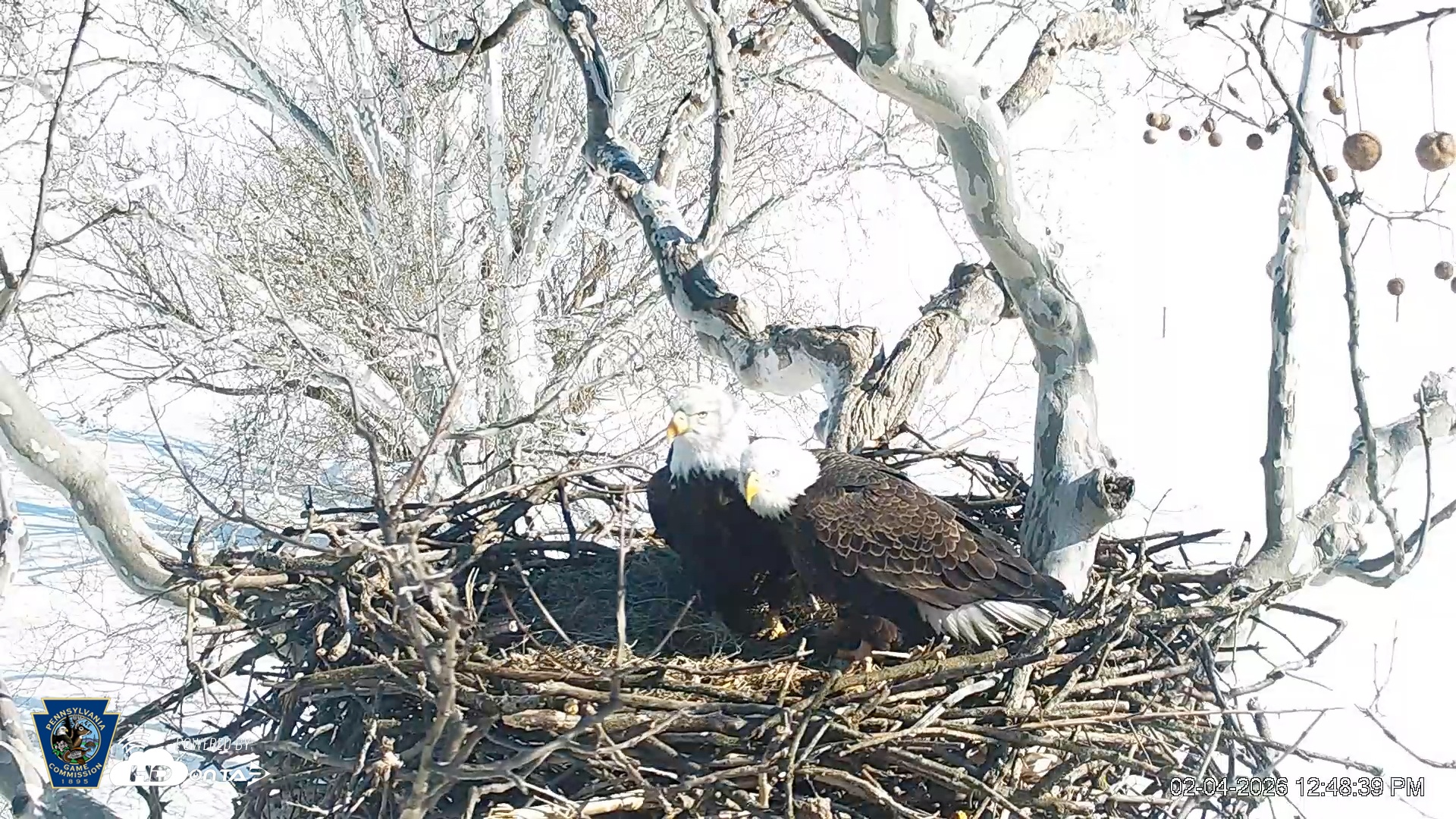 Snapshot of PA Farm Country Eagles Live Cams taken Feb 4, 2026, 12:49pm EST