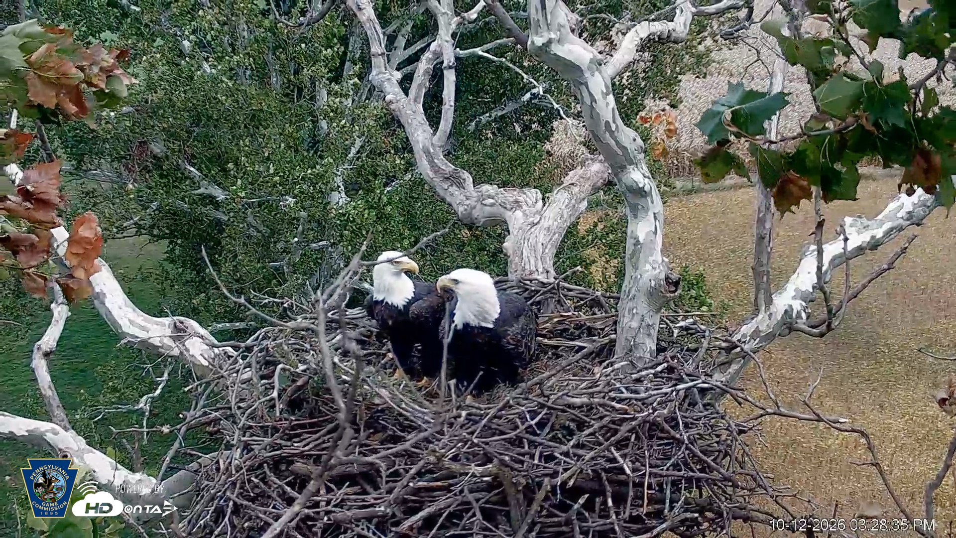 Snapshot of PA Farm Country Eagles Live Cams taken Oct 12, 2026, 3:29pm EDT