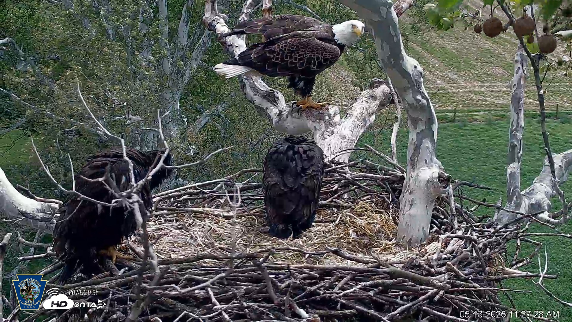 Snapshot of PA Farm Country Eagles Live Cams taken May 13, 2026, 11:28am EDT