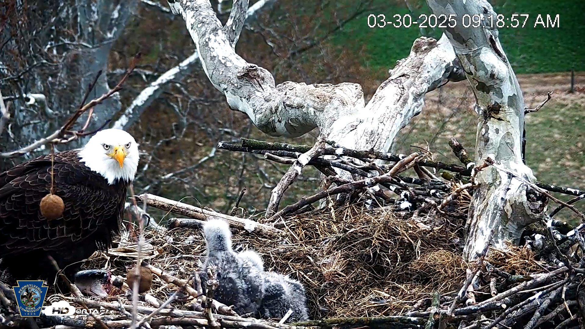Snapshot of PA Farm Country Eagles Live Cams taken Mar 30, 2025, 9:19am EDT