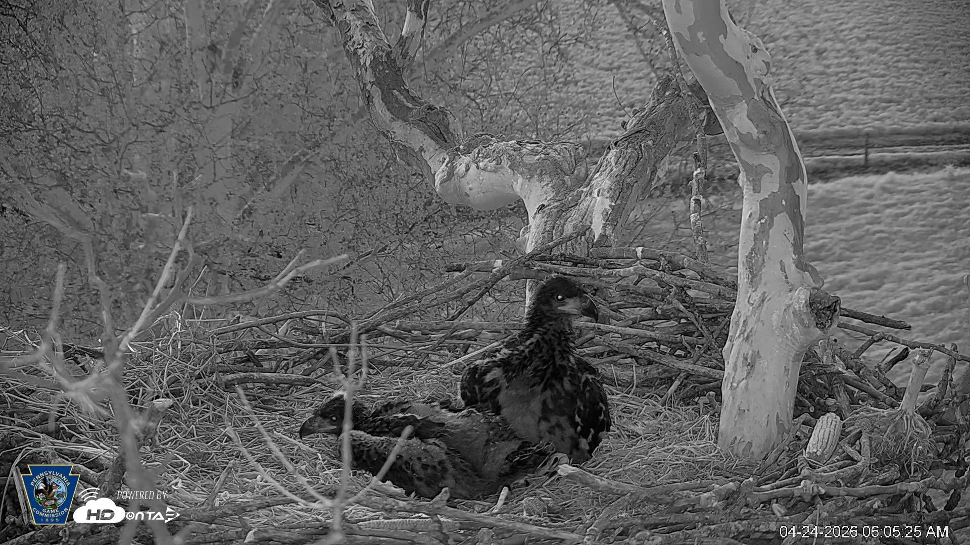 Snapshot of PA Farm Country Eagles Live Cams taken Apr 24, 2026, 6:06am EDT