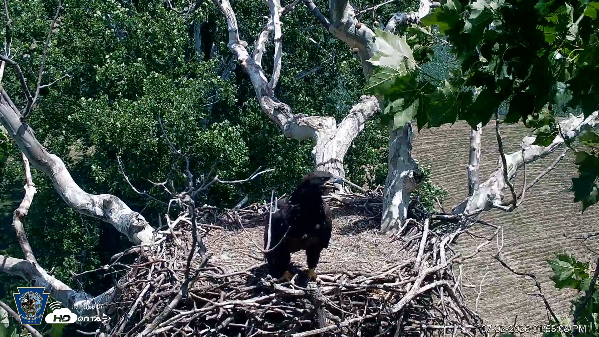 Snapshot of PA Farm Country Eagles Live Cams taken Jul 2, 2026, 1:55pm EDT