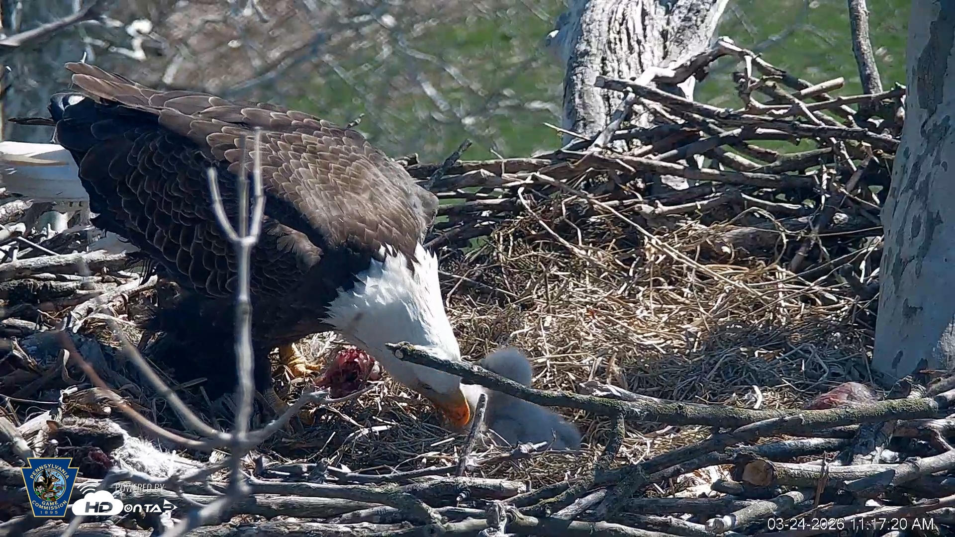 Snapshot of PA Farm Country Eagles Live Cams taken Mar 24, 2026, 11:18am EDT