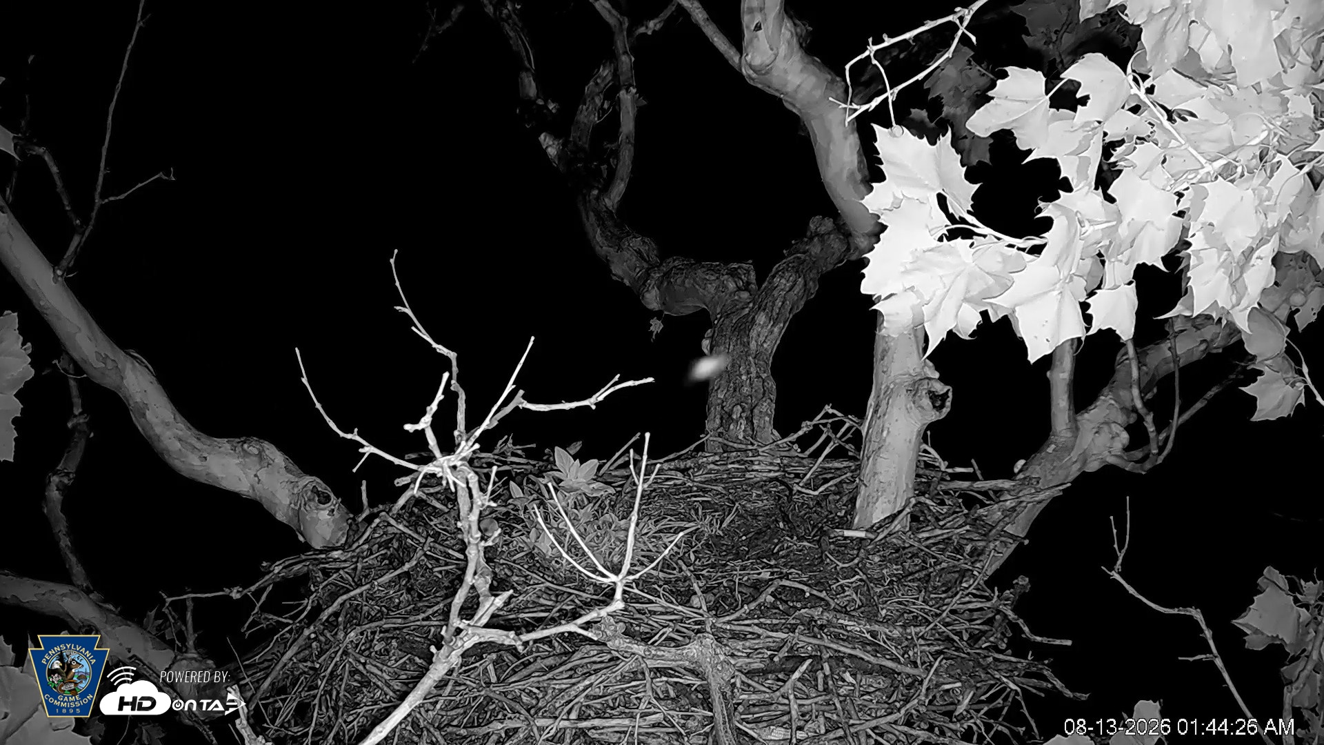 Snapshot of PA Farm Country Eagles Live Cams taken Aug 13, 2026, 1:45am EDT