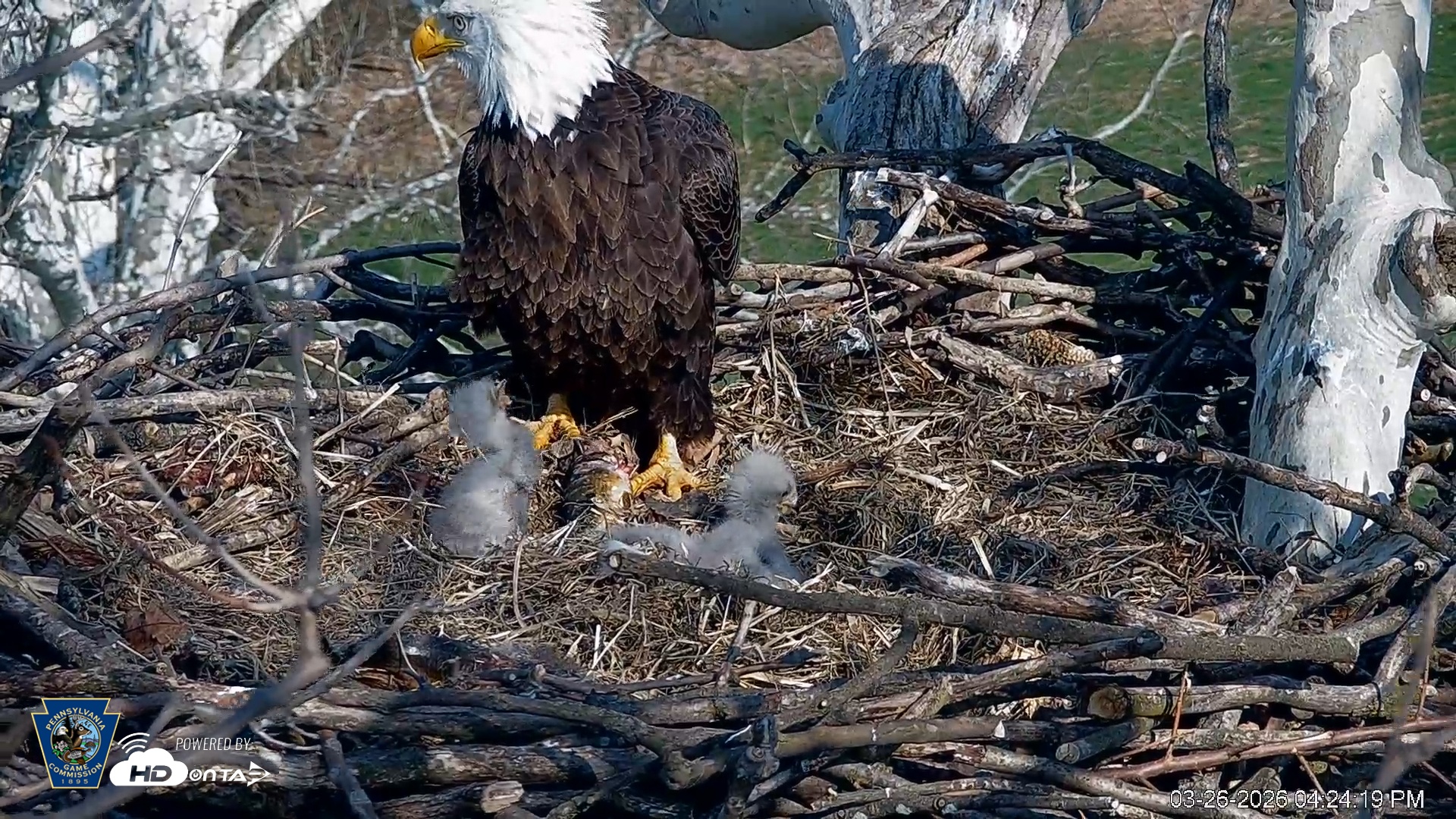 Snapshot of PA Farm Country Eagles Live Cams taken Mar 26, 2026, 4:25pm EDT