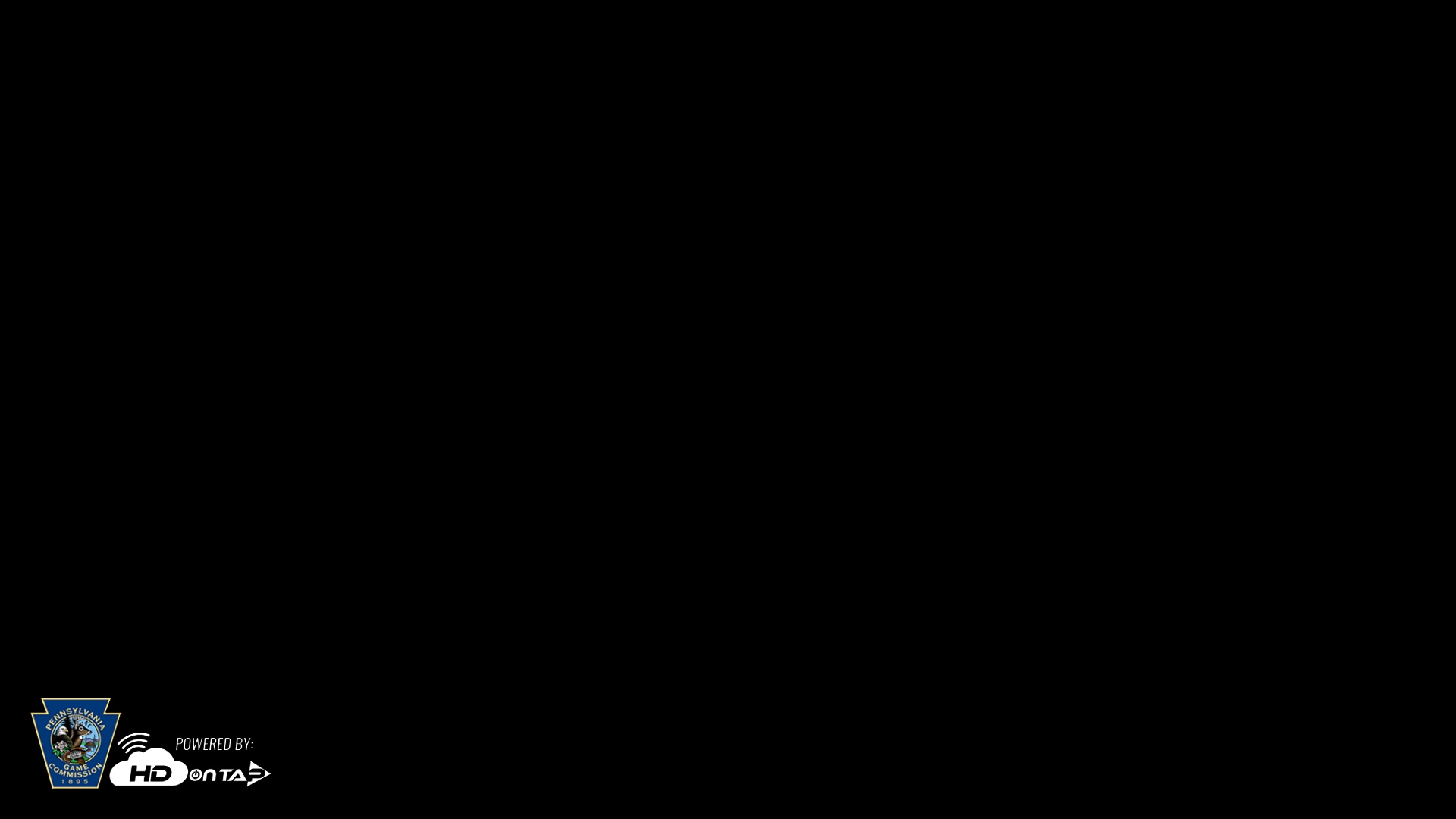 Snapshot of PA Farm Country Eagles Live Cams taken Mar 21, 2026, 8:46pm EDT