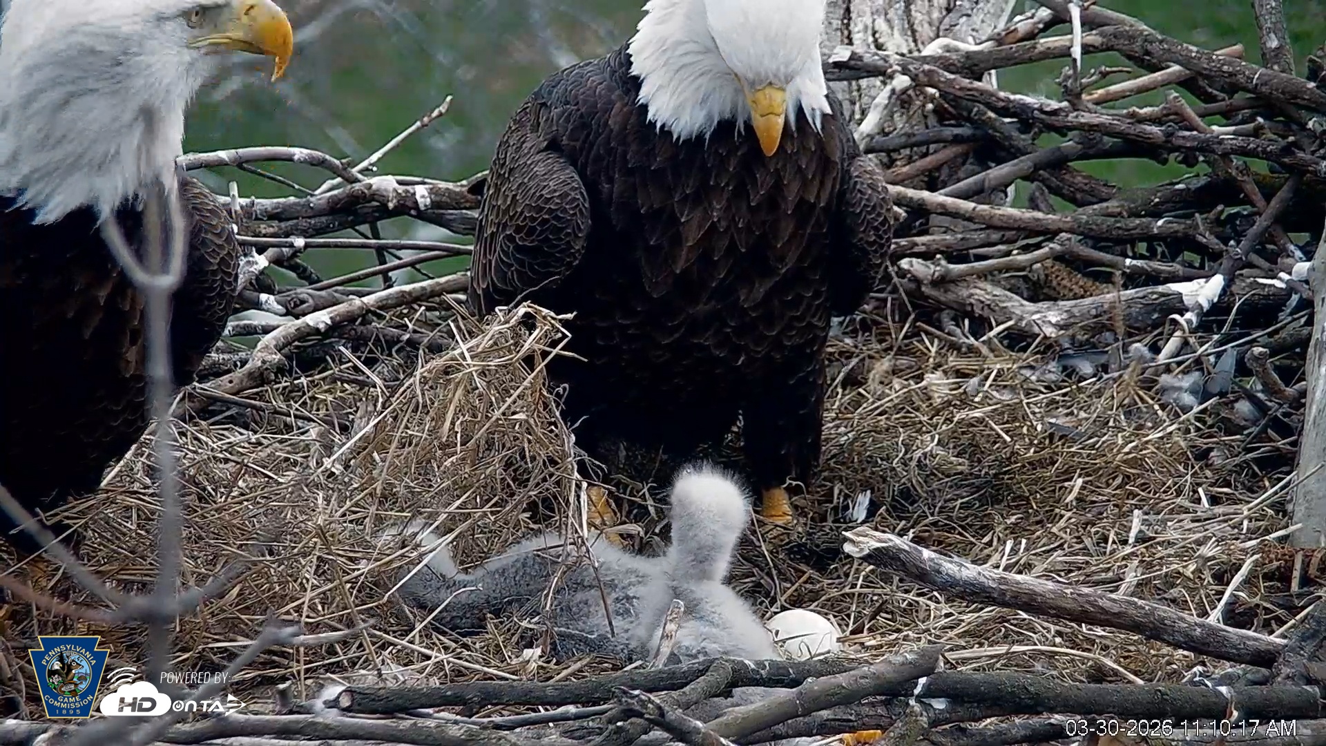Snapshot of PA Farm Country Eagles Live Cams taken Mar 30, 2026, 11:11am EDT