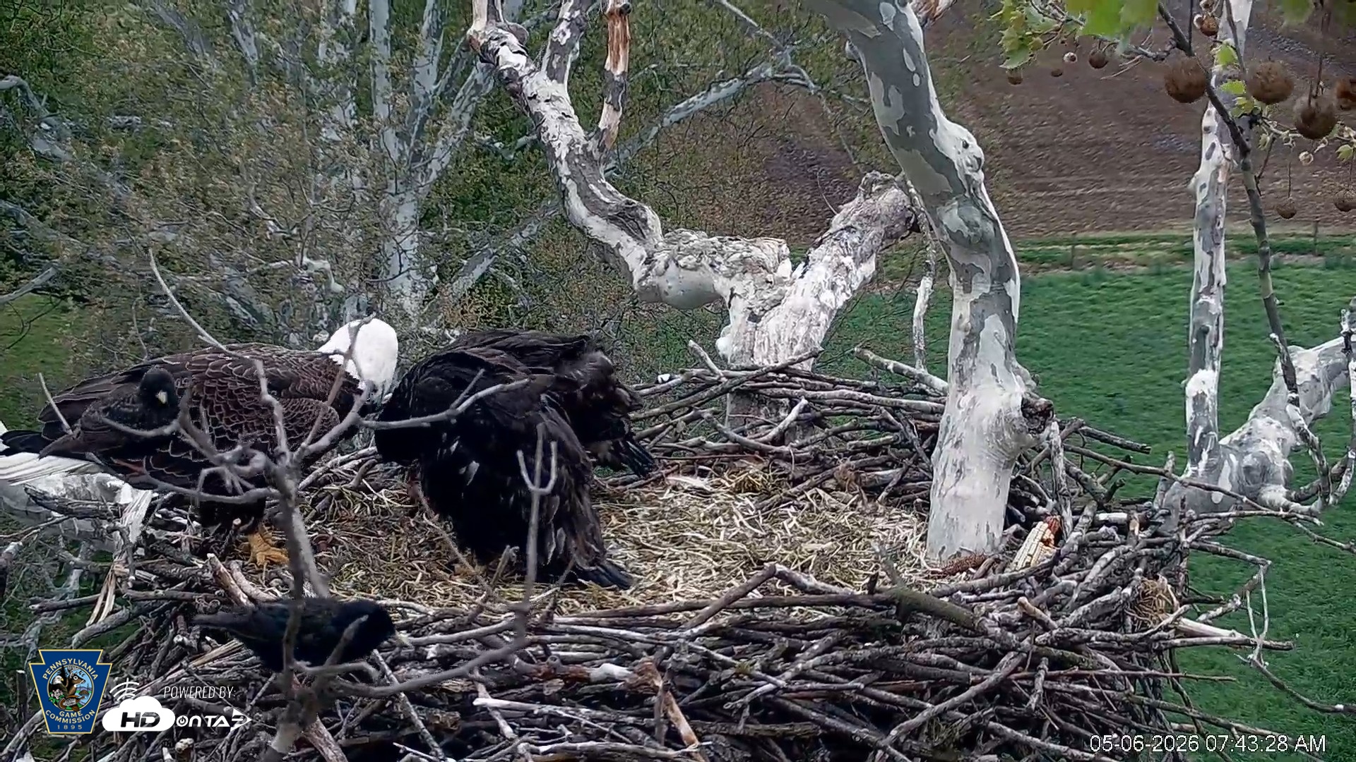 Snapshot of PA Farm Country Eagles Live Cams taken May 6, 2026, 7:44am EDT