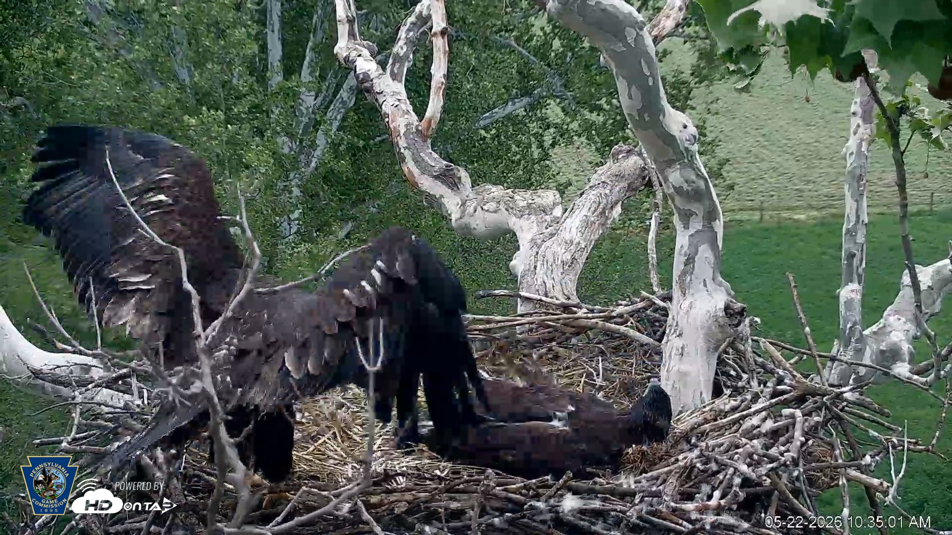 Snapshot of PA Farm Country Eagles Live Cams taken May 22, 2026, 10:35am EDT