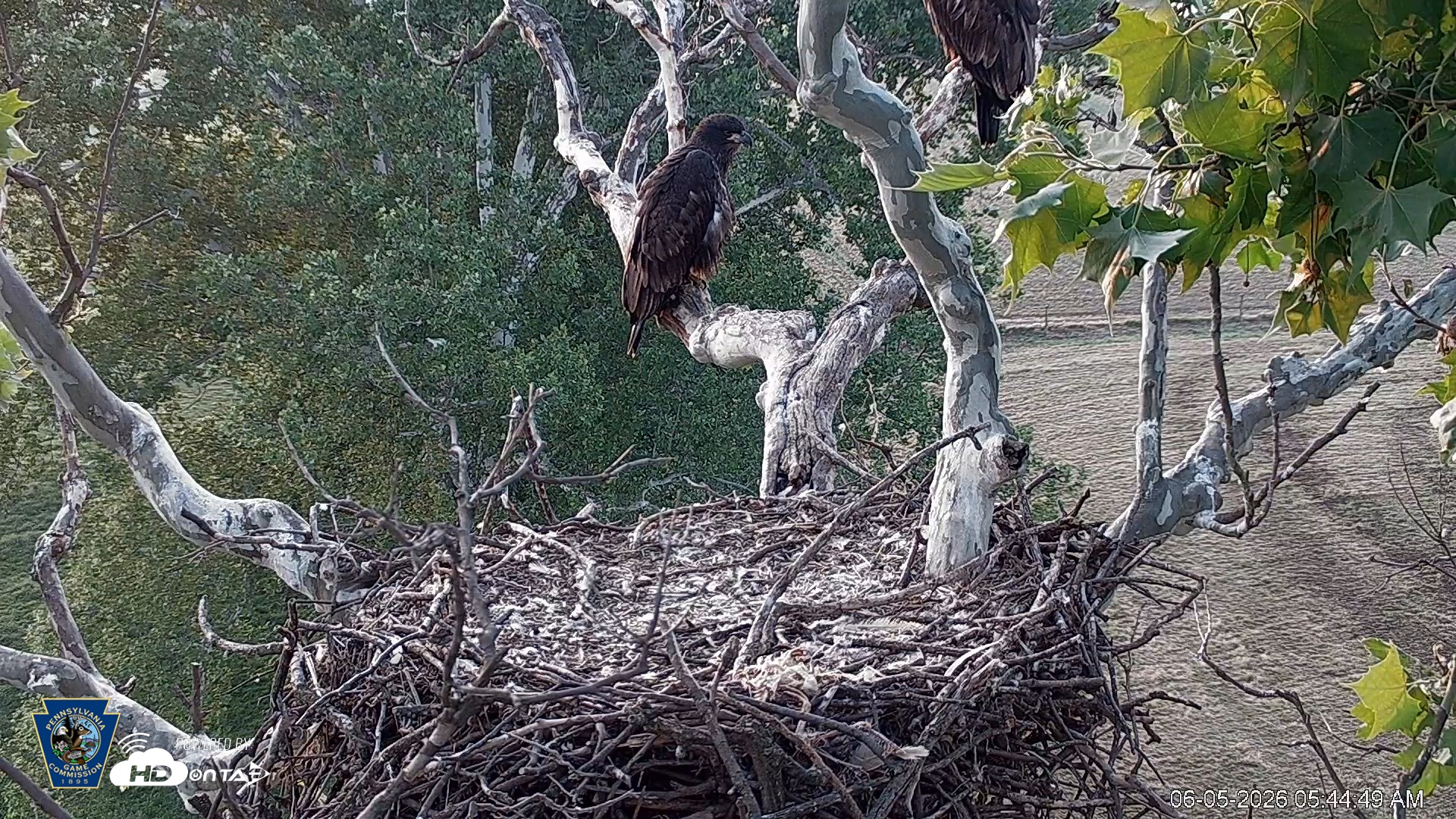 Snapshot of PA Farm Country Eagles Live Cams taken Jun 5, 2026, 5:45am EDT