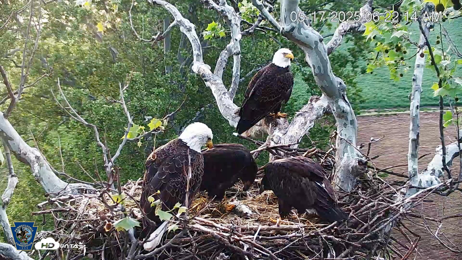 Snapshot of PA Farm Country Eagles Live Cams taken May 17, 2025, 6:25am EDT