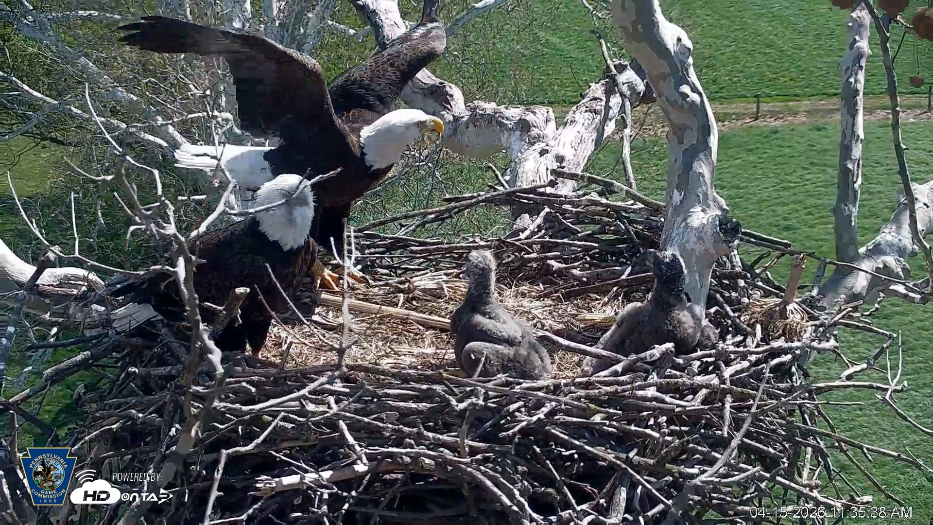 Snapshot of PA Farm Country Eagles Live Cams taken Apr 15, 2026, 11:36am EDT