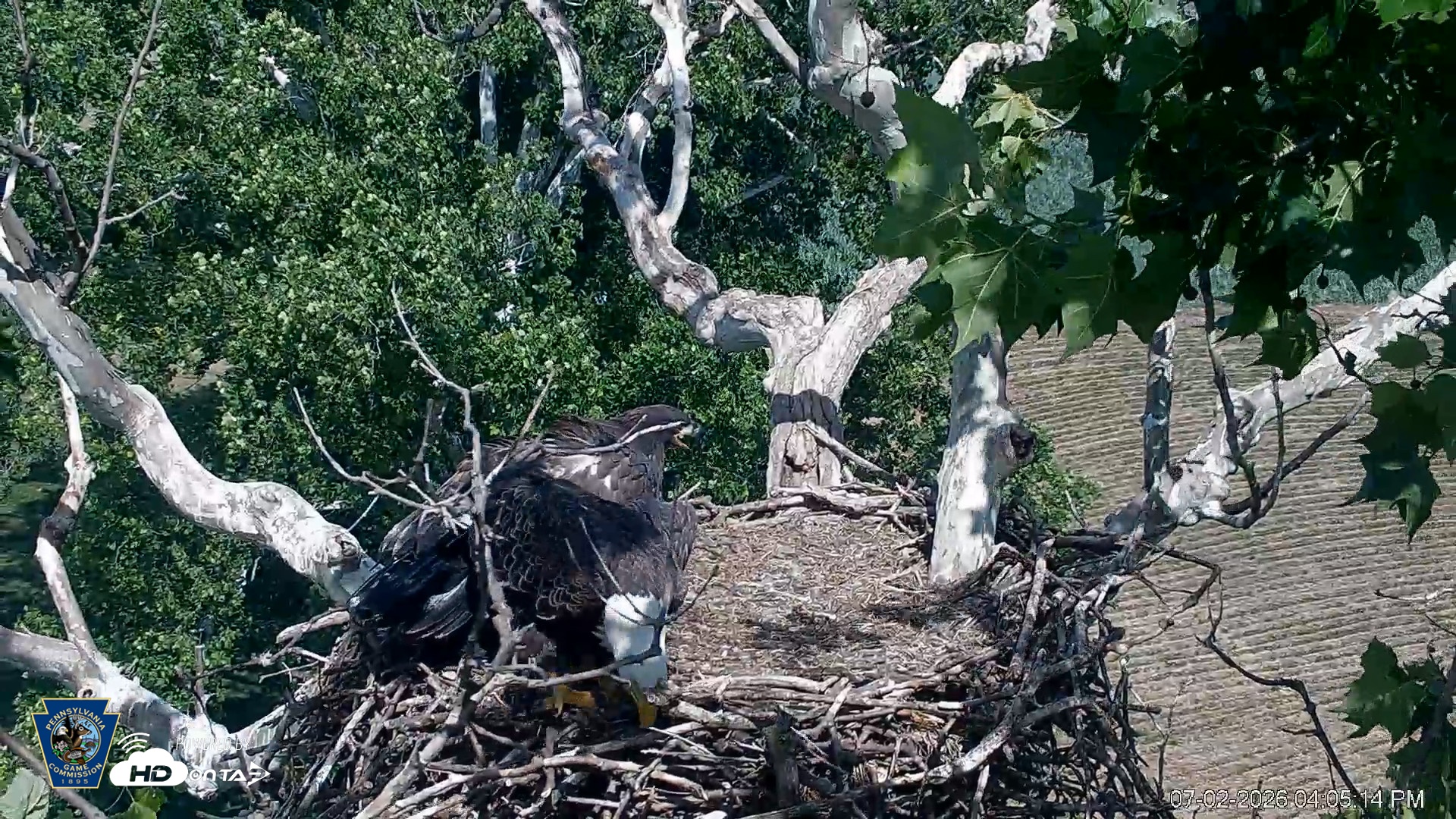 Snapshot of PA Farm Country Eagles Live Cams taken Jul 2, 2026, 4:06pm EDT
