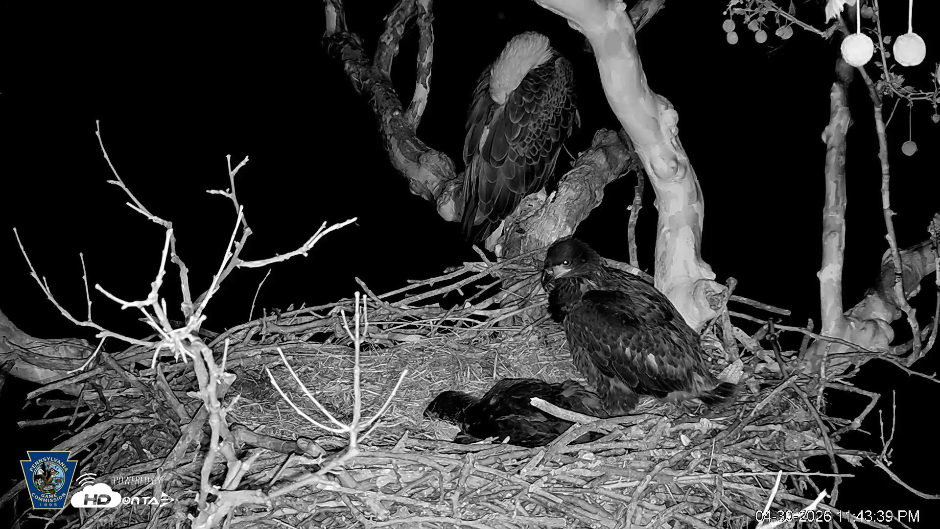 Snapshot of PA Farm Country Eagles Live Cams taken Apr 30, 2026, 11:44pm EDT